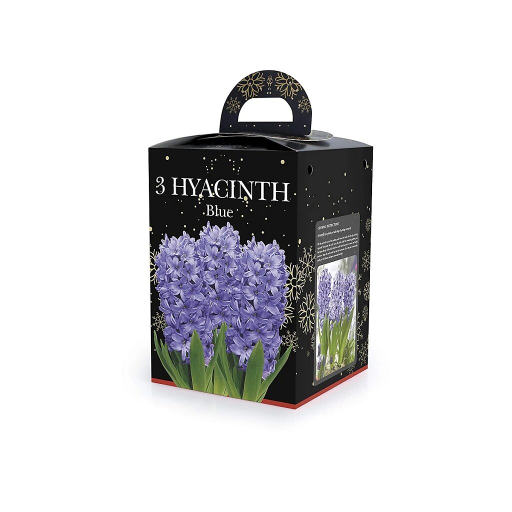 Hyacinth Blue Bulb Gift Set 8711148243342